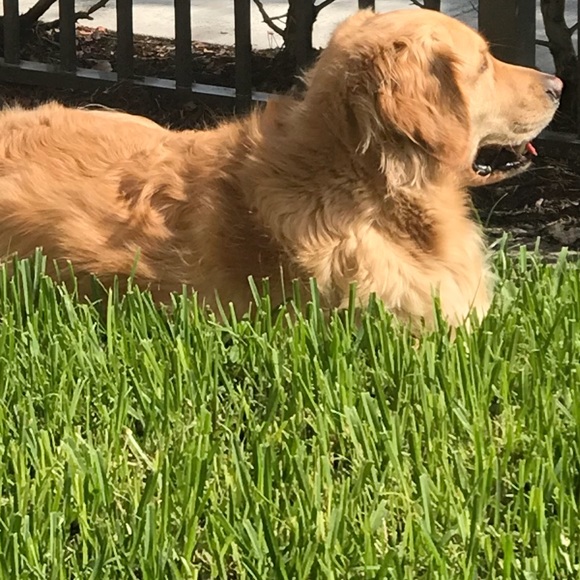 Meet your Posher, Alicia - Picture 1 of 1